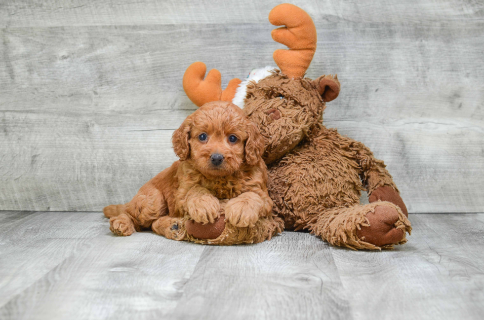 Mini Goldendoodle Pup Being Cute