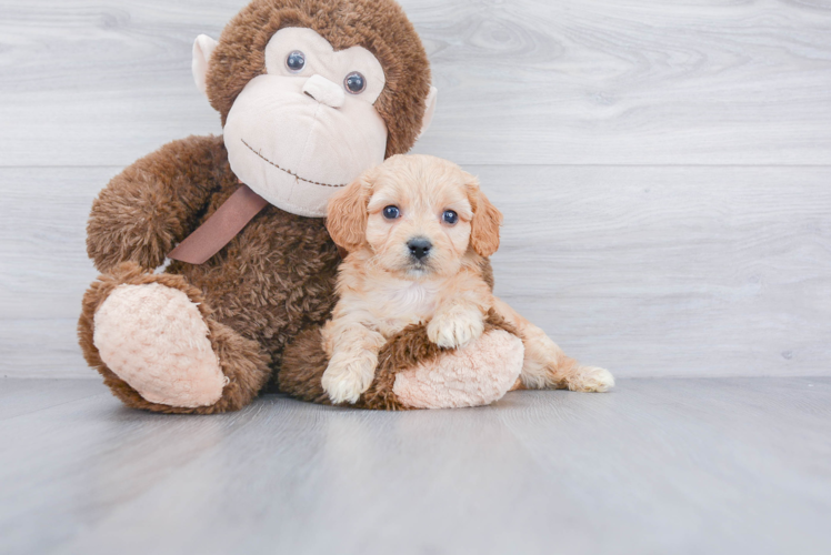 Fluffy Cavachon Designer Pup