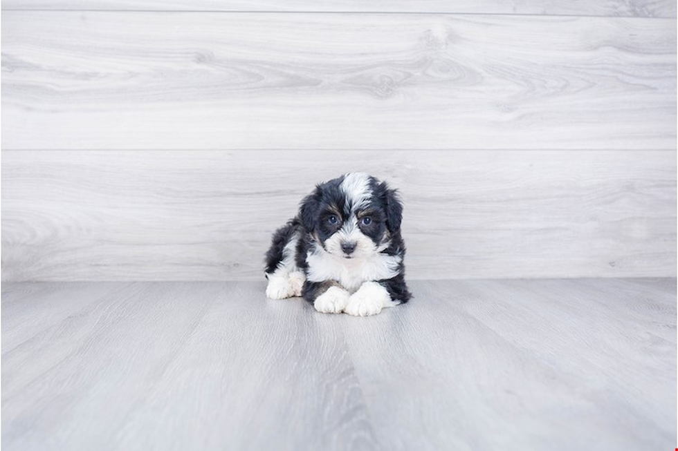 Best Mini Aussiedoodle Baby