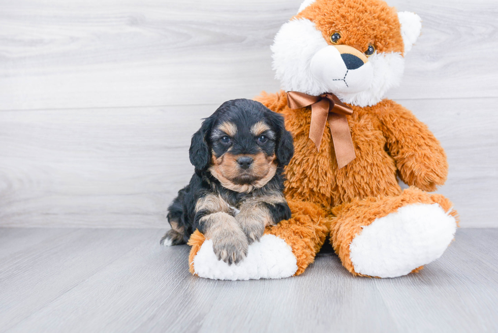 Energetic Cavoodle Poodle Mix Puppy