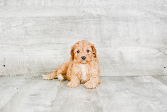 Adorable Cavoodle Poodle Mix Puppy