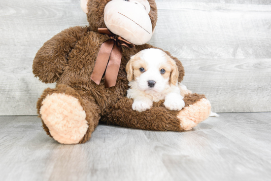 Hypoallergenic Cavalier Designer Puppy