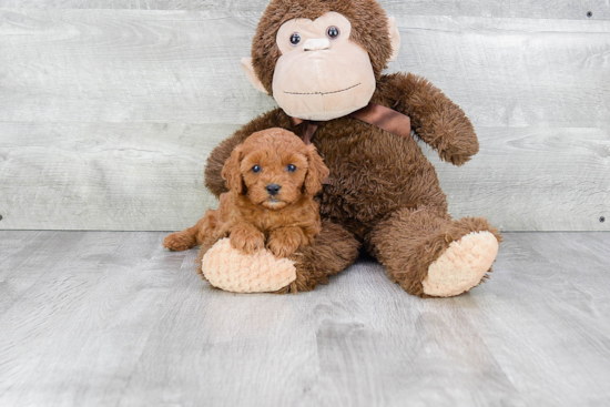 Friendly Cavapoo Baby