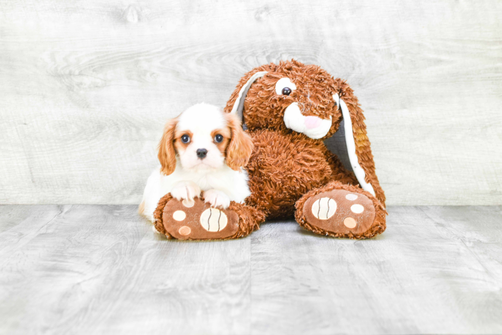 Cavalier King Charles Spaniel Puppy for Adoption