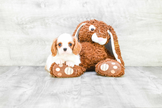 Cavalier King Charles Spaniel Puppy for Adoption