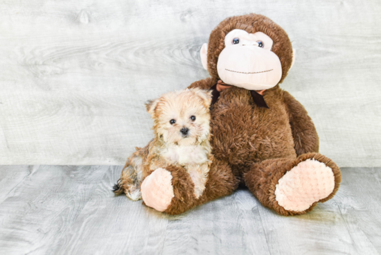 Morkie Pup Being Cute