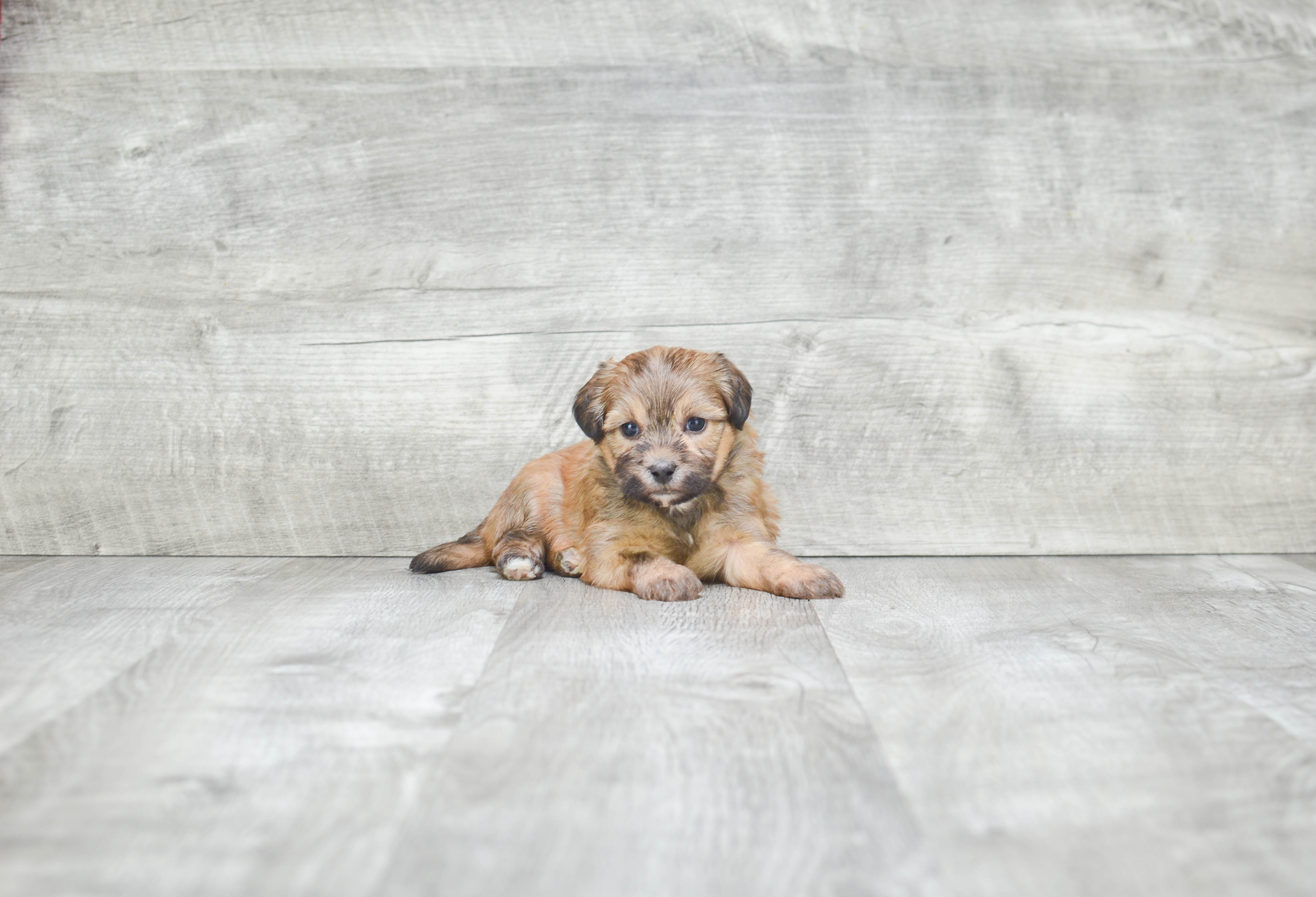 Sweet Teddy Bear Baby
