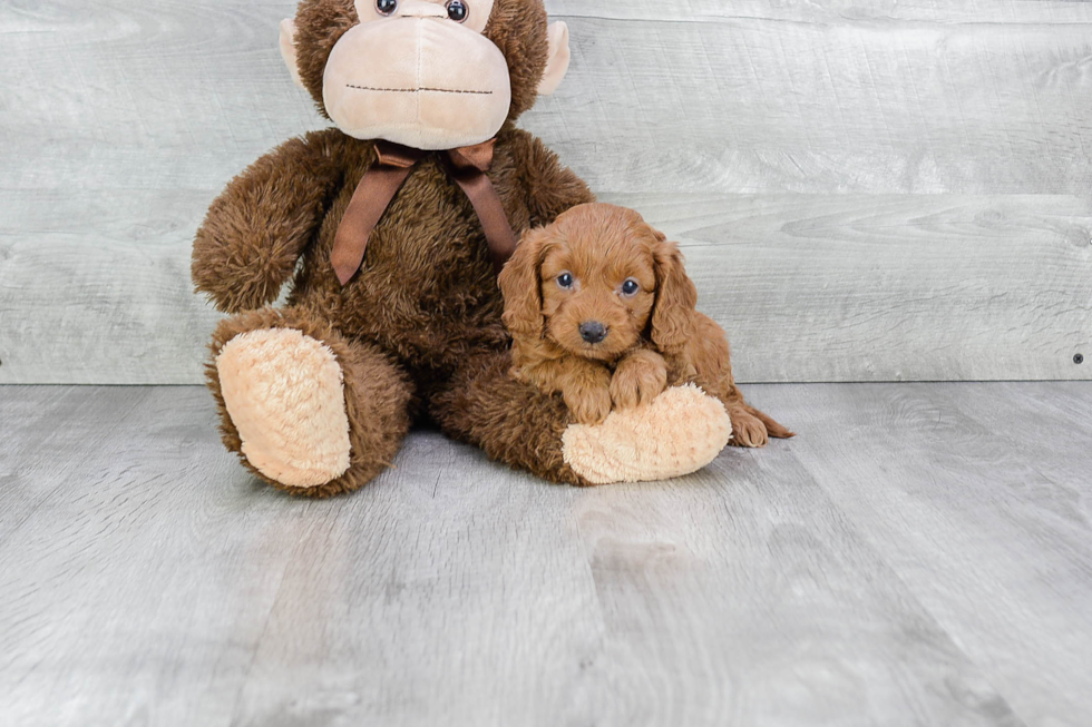 Popular Cavapoo Poodle Mix Pup