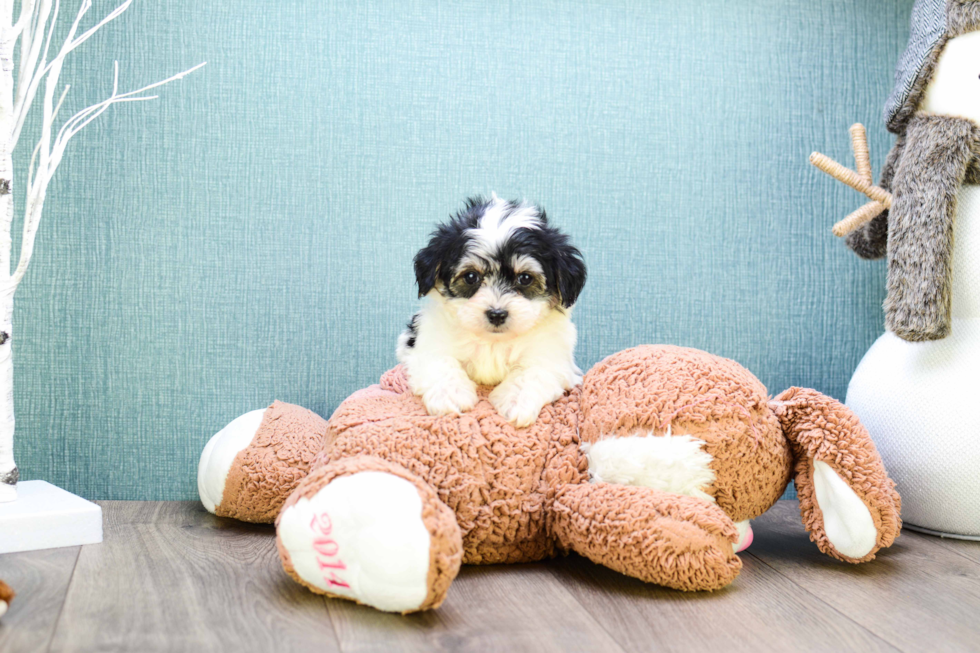 Fluffy Morkie Designer Pup