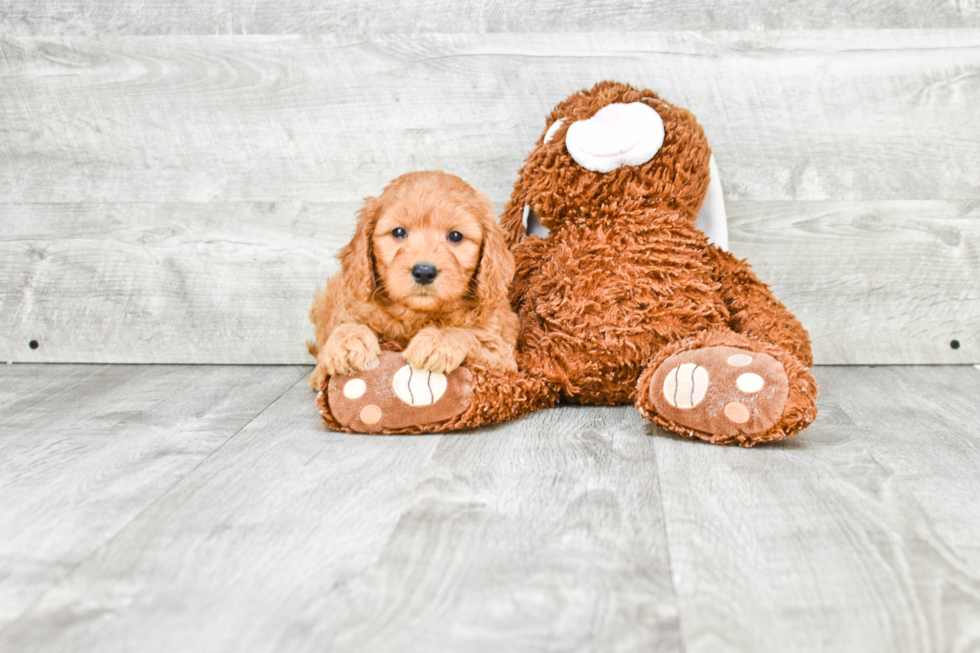 Mini Goldendoodle Pup Being Cute