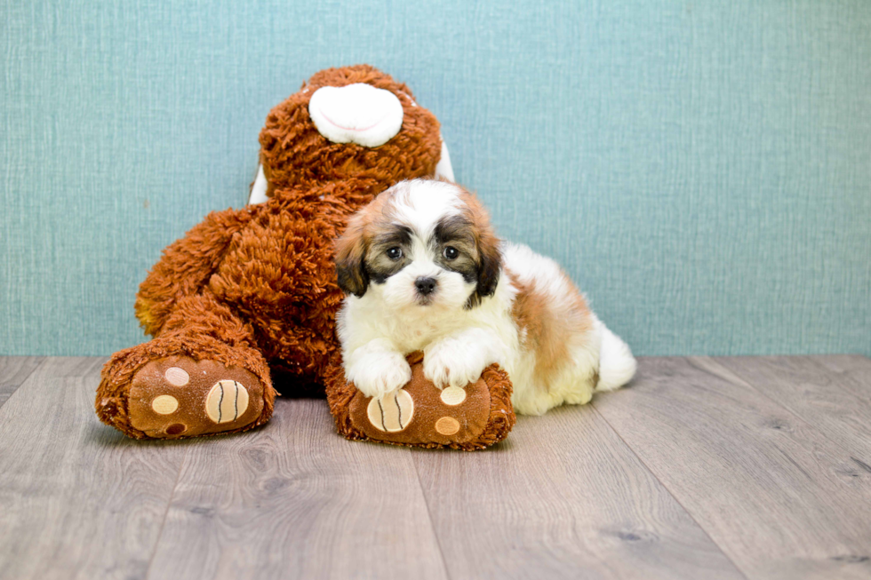 Teddy Bear Pup Being Cute