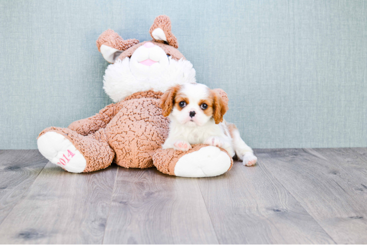 Little Cavalier King Charles Spaniel Baby