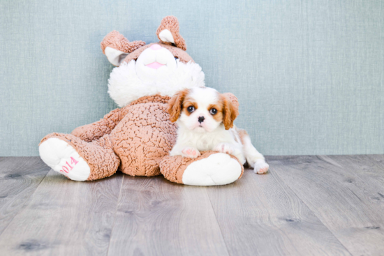 Little Cavalier King Charles Spaniel Baby