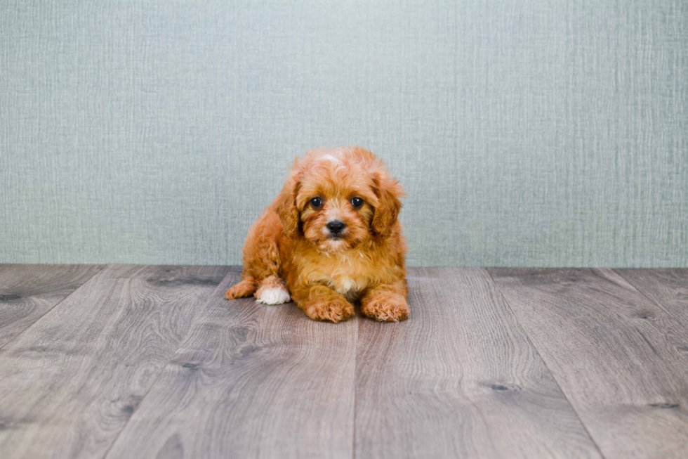 Happy Cavapoo Baby