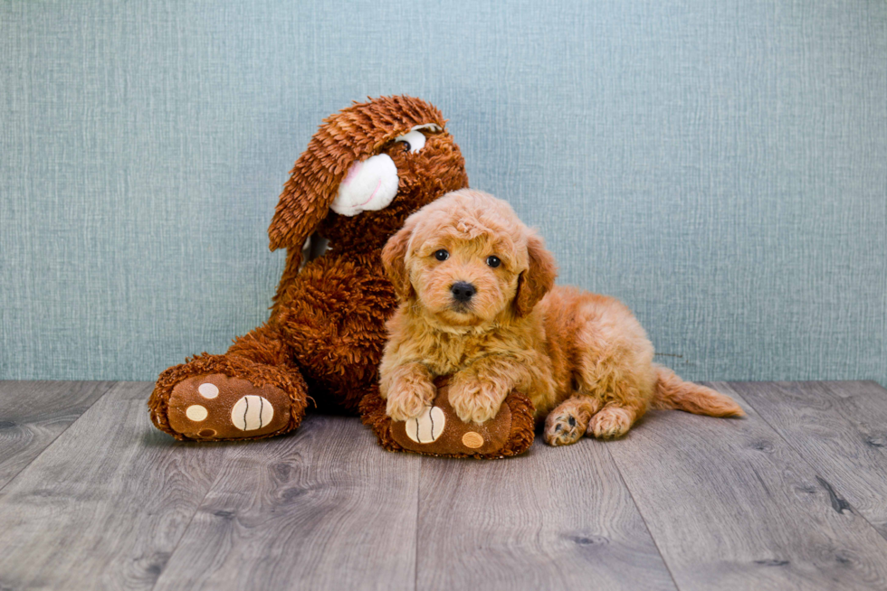 Mini Goldendoodle Pup Being Cute