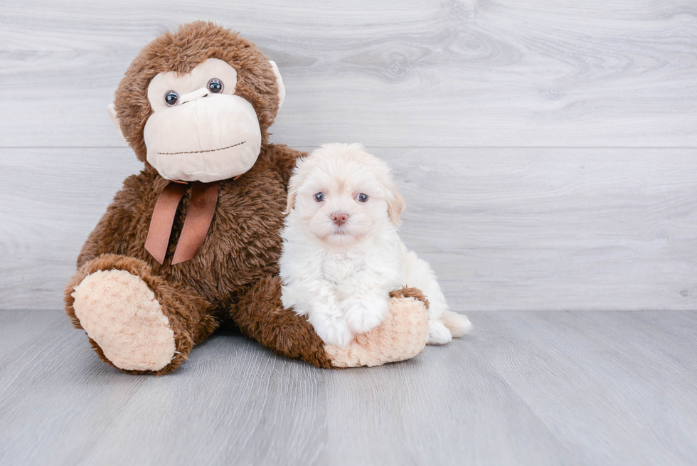 Akc Registered Havanese Purebred Pup