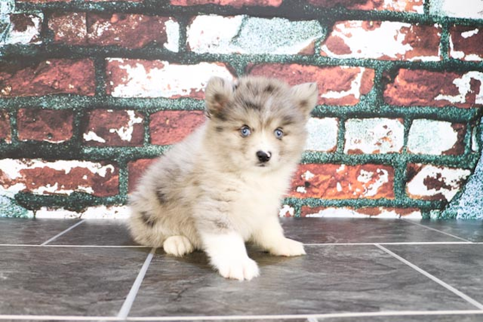 Pomsky Pup Being Cute