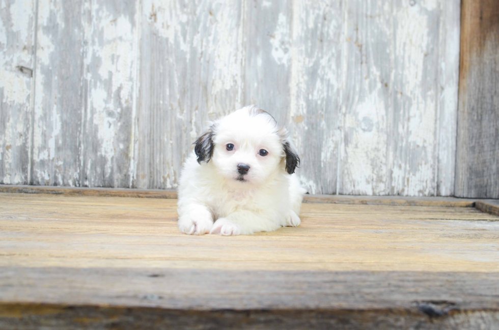 Teddy Bear Pup Being Cute