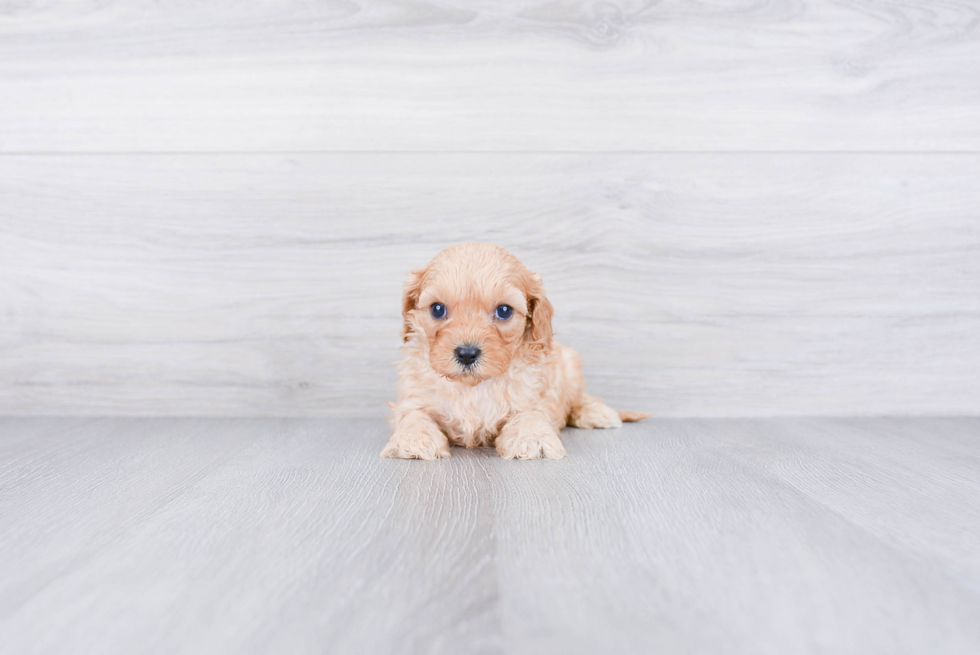 Adorable Cavoodle Poodle Mix Puppy