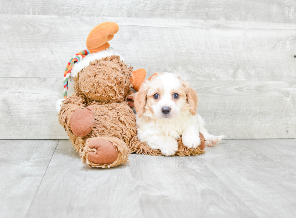 Happy Cavapoo Baby