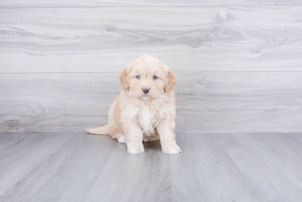 Petite Mini Bernedoodle Poodle Mix Pup