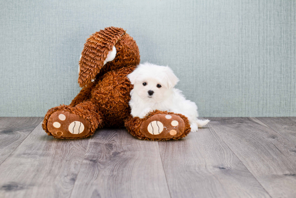 Happy Maltese Purebred Puppy