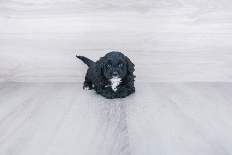 Mini Goldendoodle Pup Being Cute