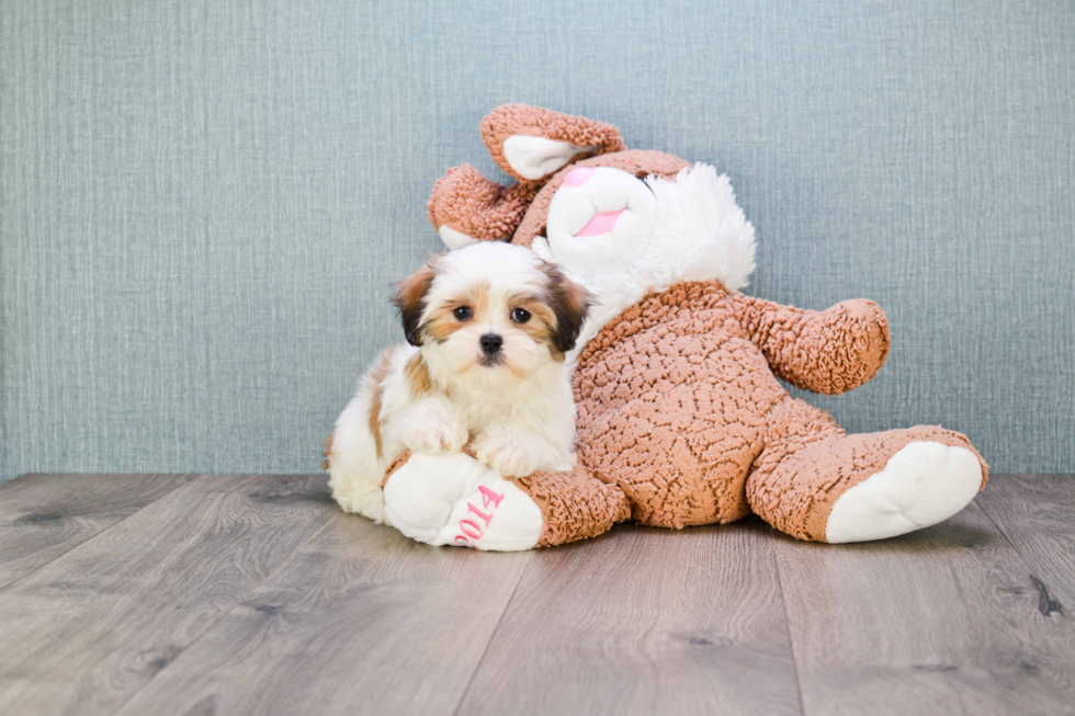 Popular Teddy Bear Designer Pup