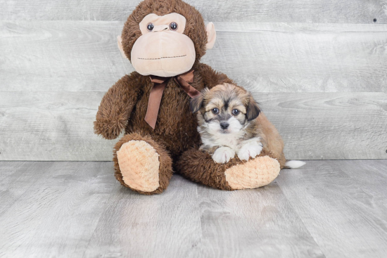 Havanese Pup Being Cute