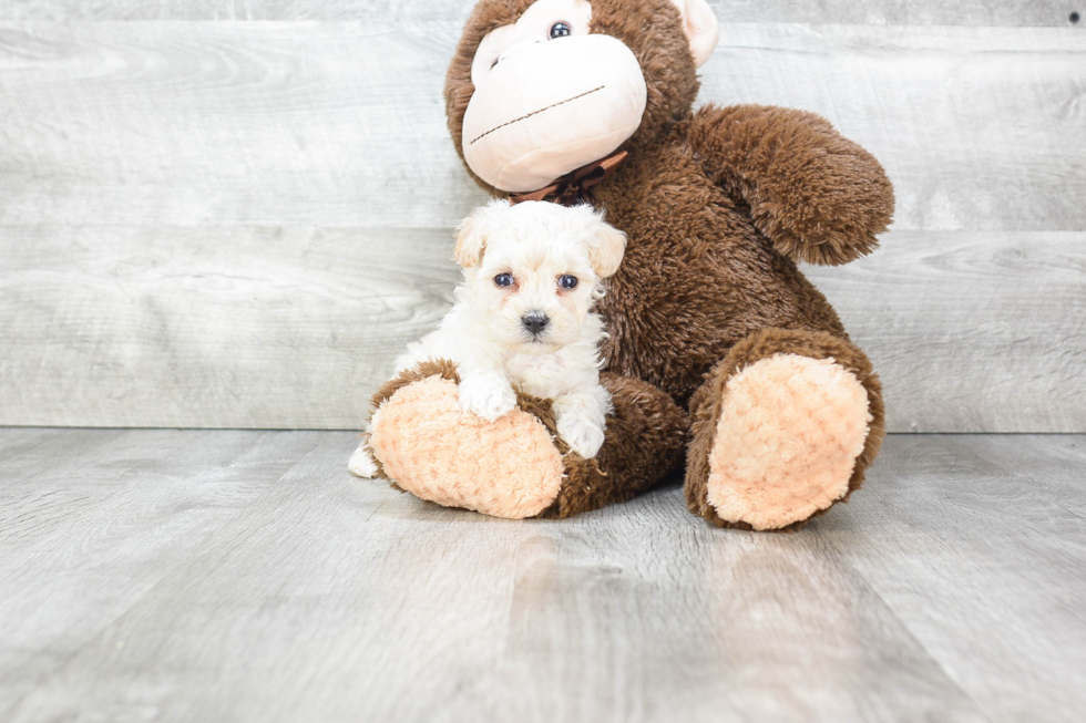 Friendly Maltipoo Baby