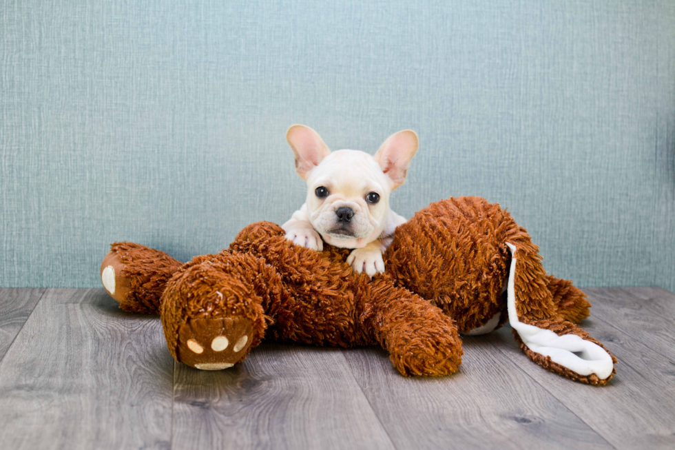 French Bulldog Pup Being Cute