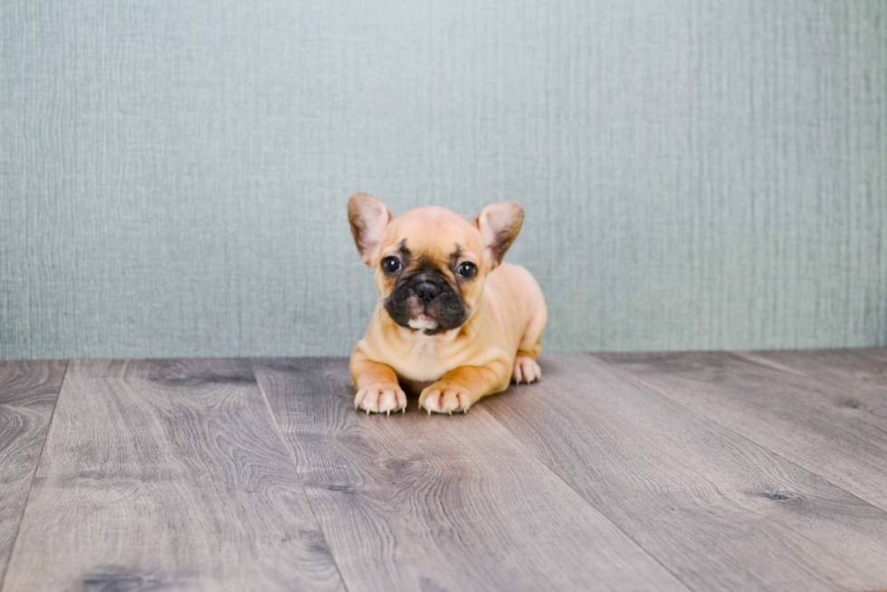 Popular French Bulldog Baby