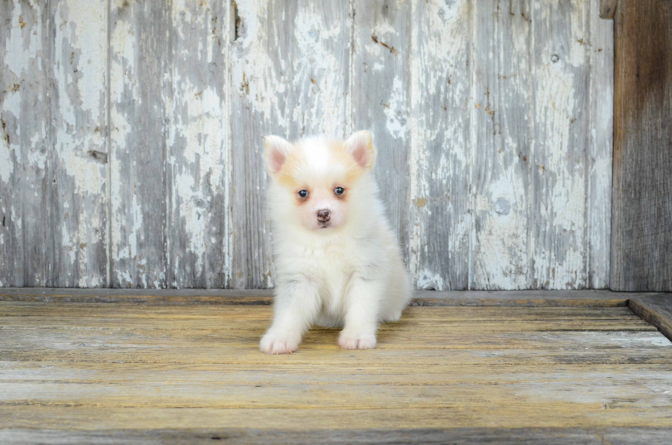 Hypoallergenic Mini Husky Designer Puppy