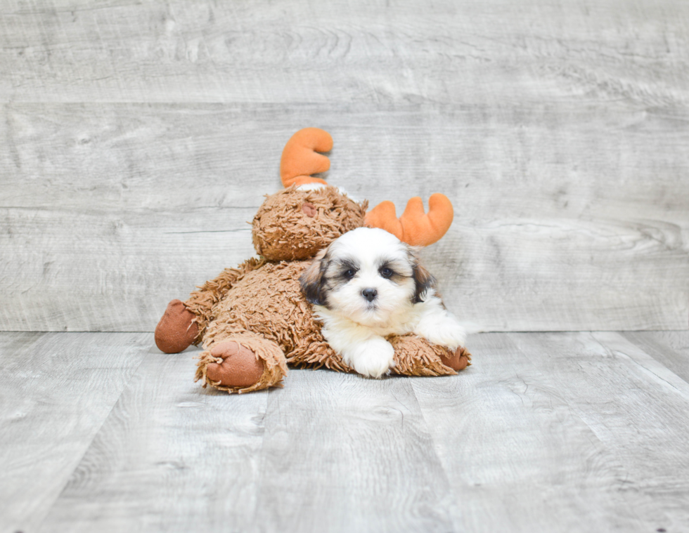 Little Shichon Designer Puppy