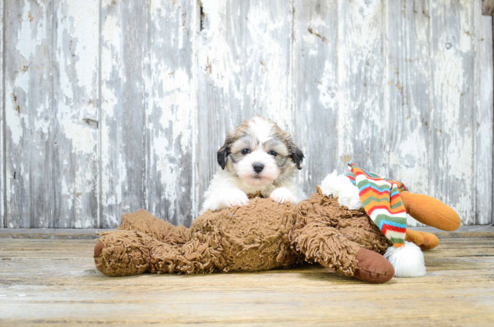 Happy Teddy Bear Baby