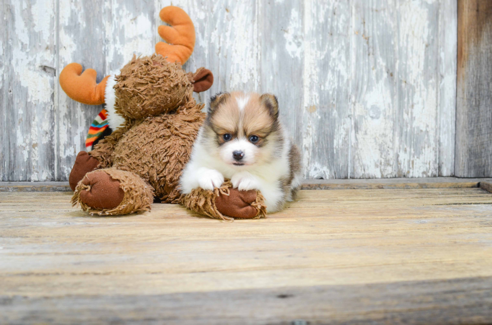 Best Pomeranian Baby