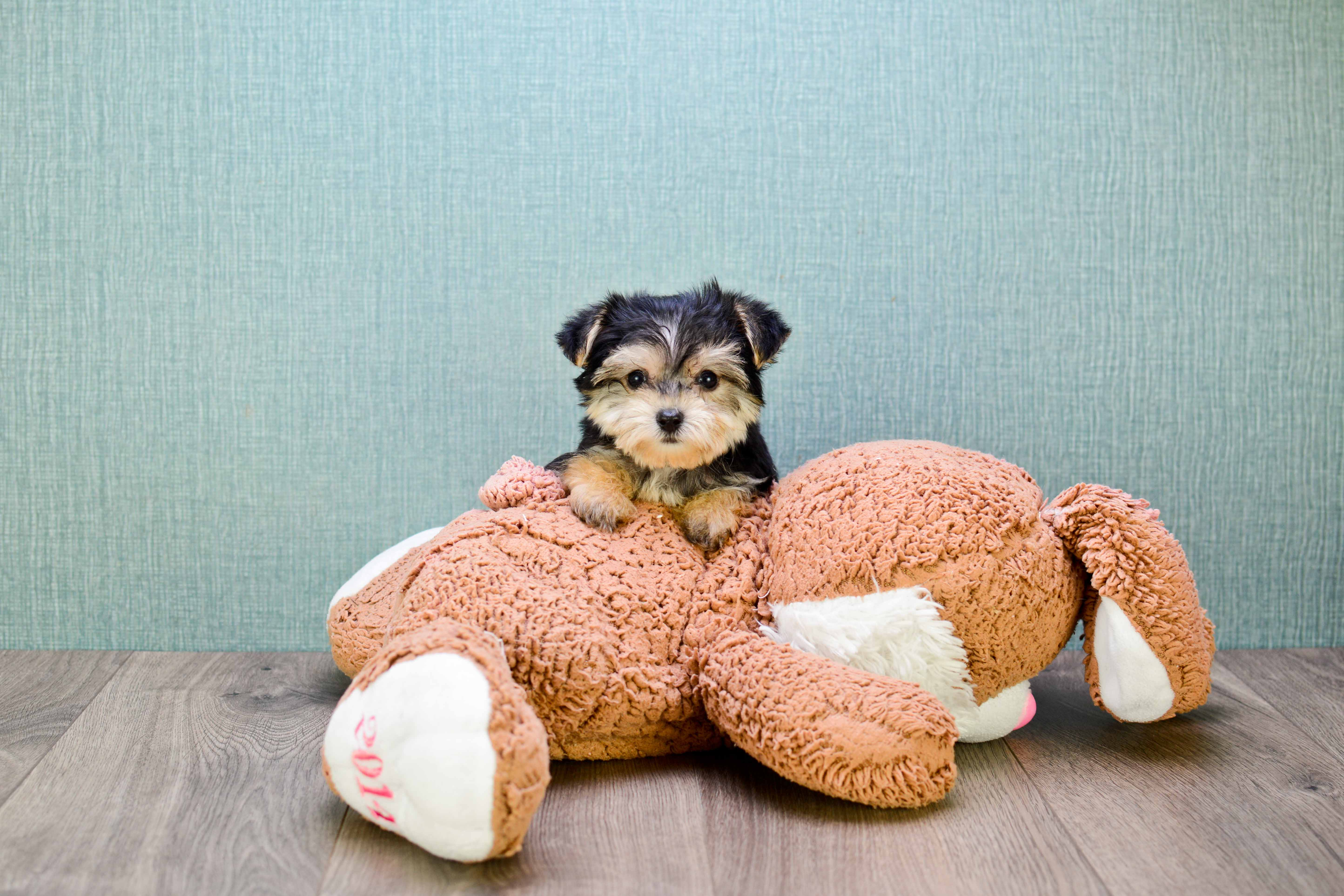 Petite Morkie Designer Pup