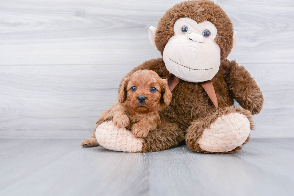 Playful Cavoodle Poodle Mix Puppy