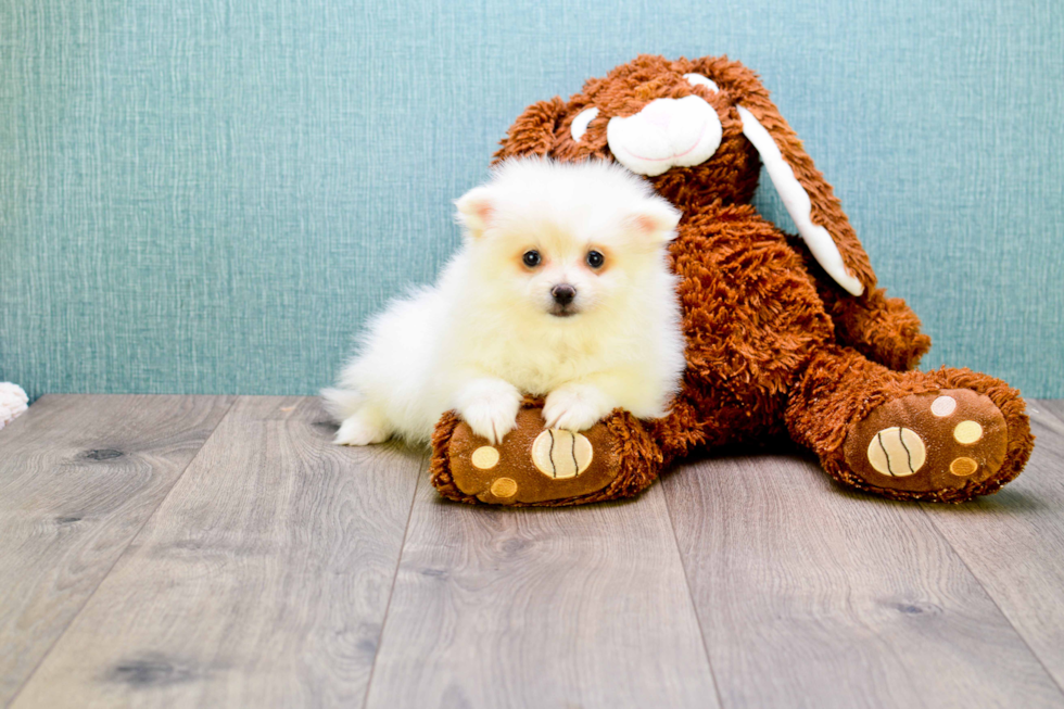 Popular Pomeranian Baby