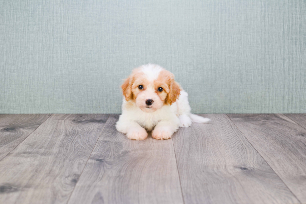 Cavachon Pup Being Cute