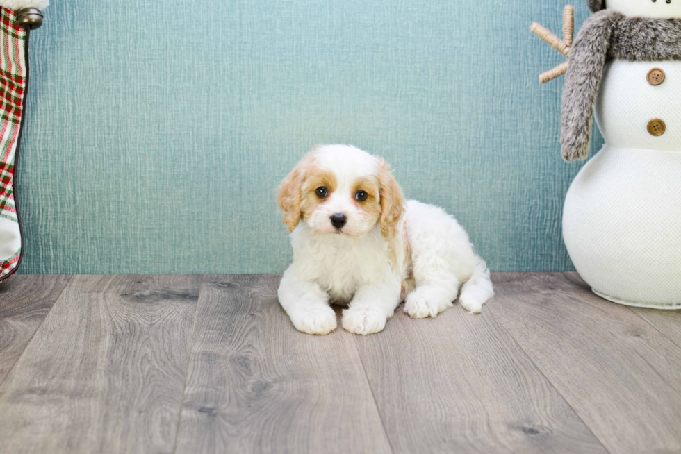 Petite Cavachon Designer Pup