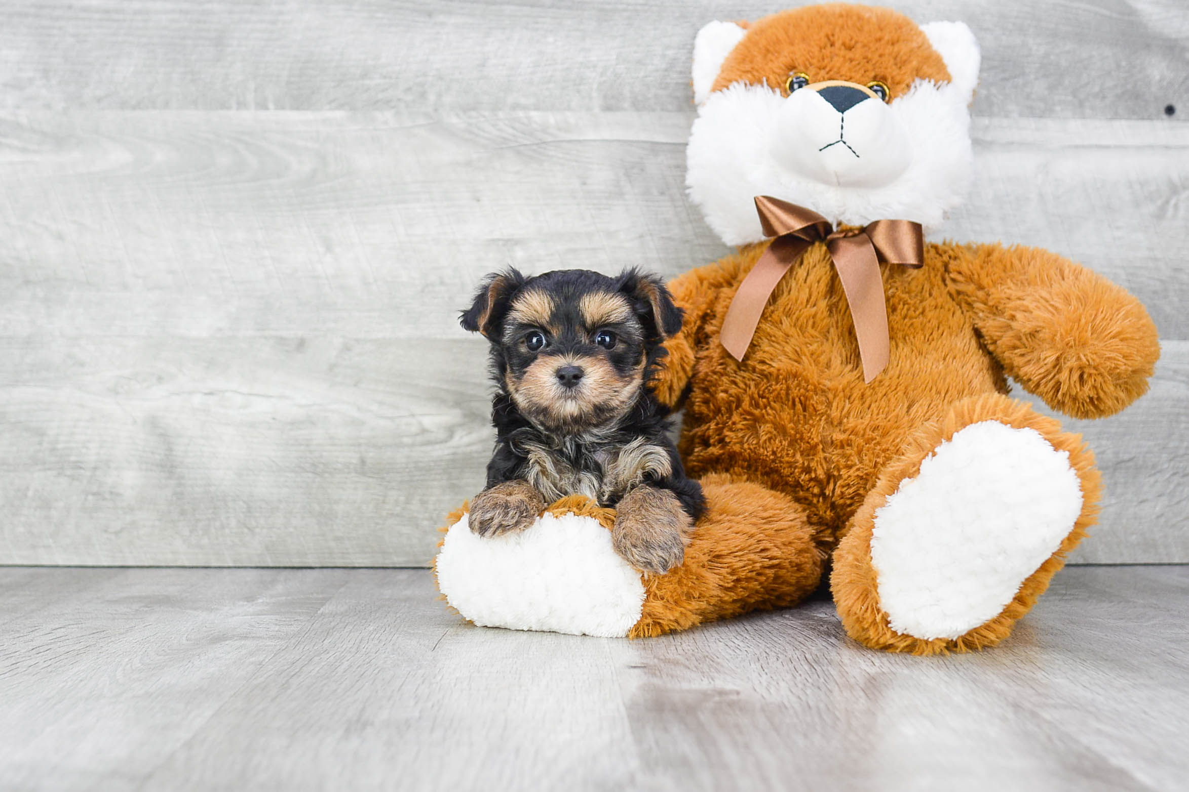 Best Morkie Baby