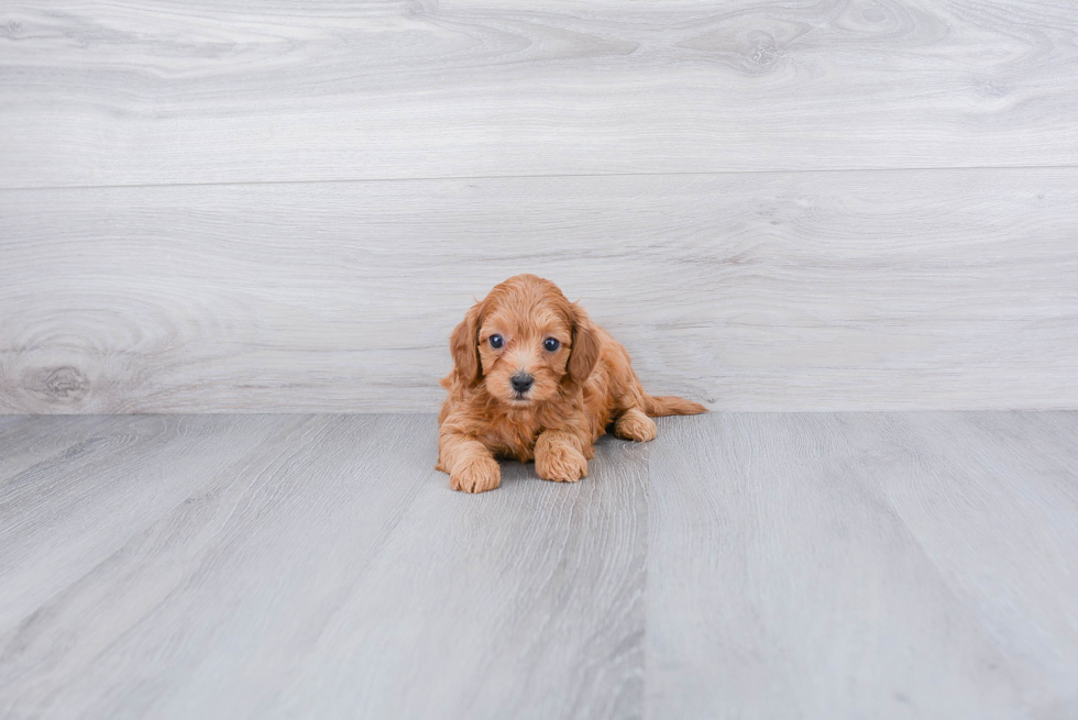 Cavapoo Pup Being Cute