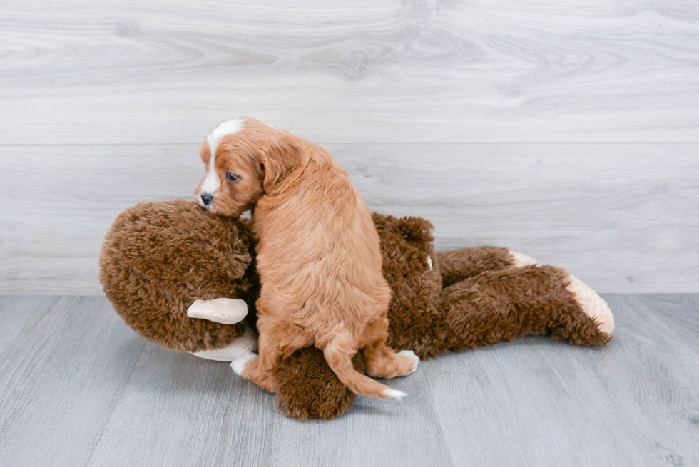 Funny Cavapoo Poodle Mix Pup