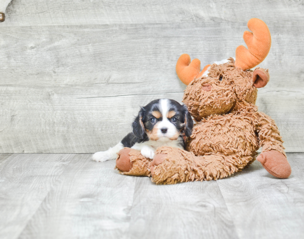 Popular Cavalier King Charles Spaniel Purebred Pup