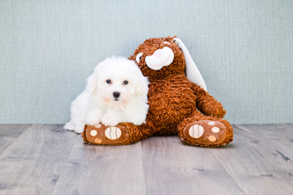 Akc Registered Bichon Frise Baby