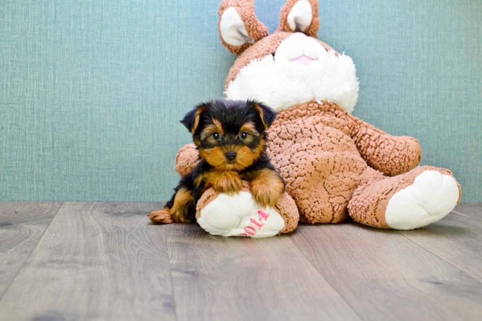 Meet Twinkle - our Yorkshire Terrier Puppy Photo 