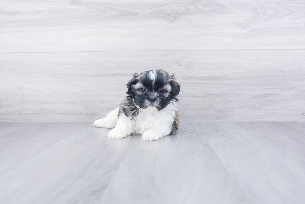 Adorable Shi Chon Designer Puppy