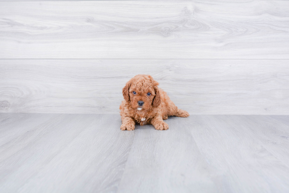 Petite Cavapoo Poodle Mix Pup