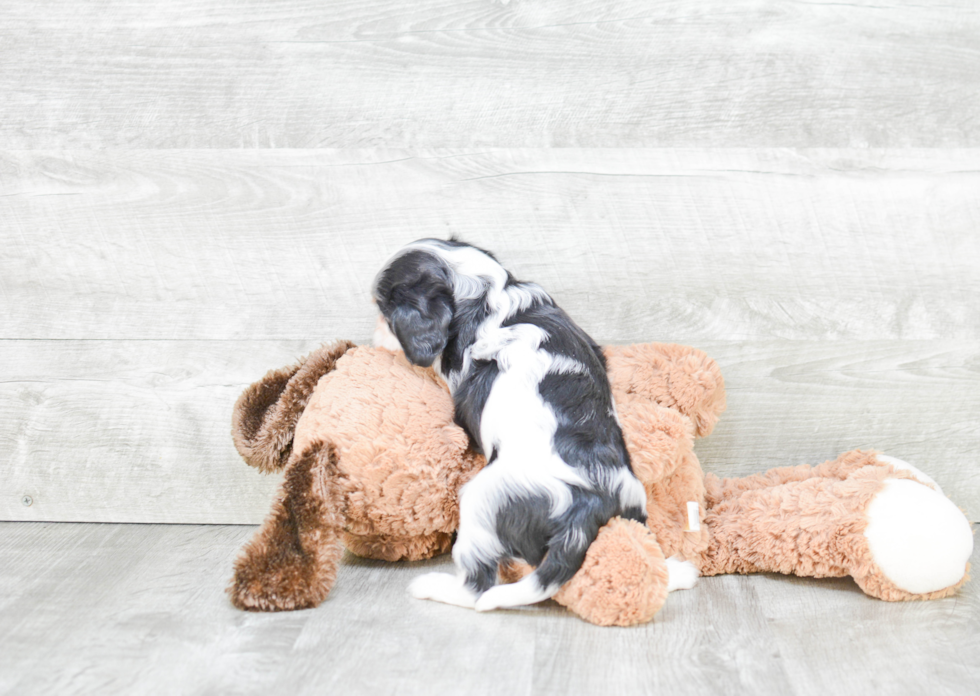 Best Cavalier King Charles Spaniel Baby